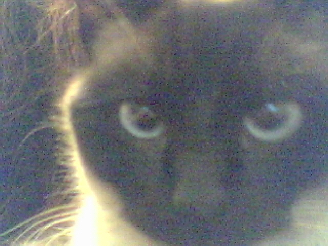 my familiar cat my familiar cat